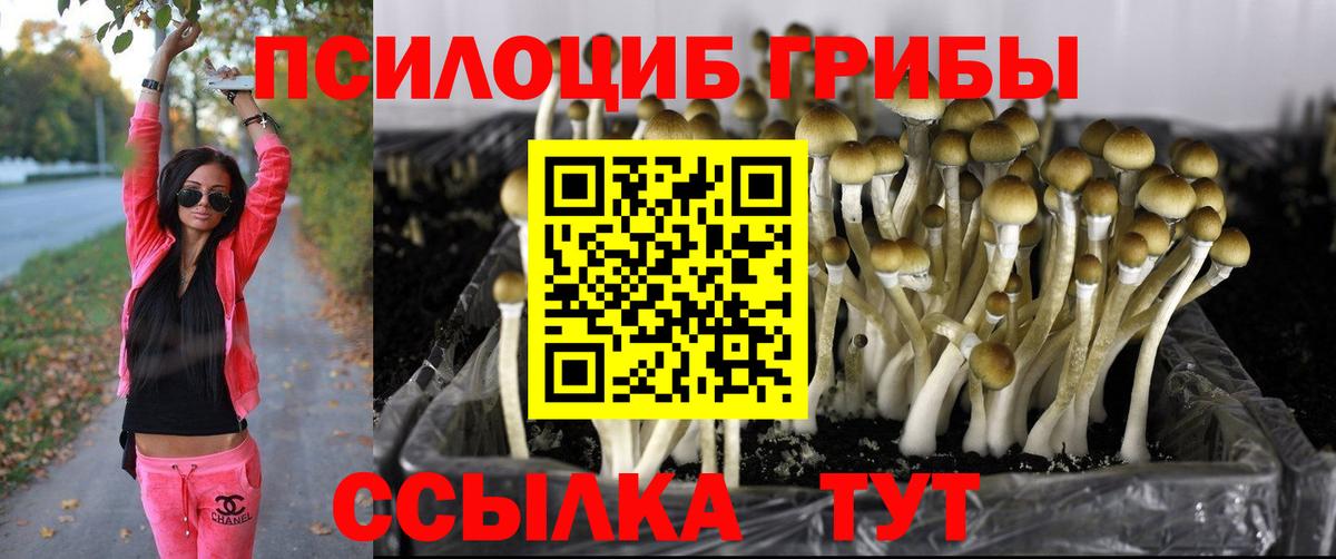 Псилоцибиновые грибы мицелий  Вход с VPN  Конаково  Галлюциногенные грибы GOLDEN TEACHER 